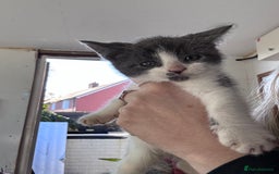 Bengal cats for sale: 12 mixed kittens - Advert 6