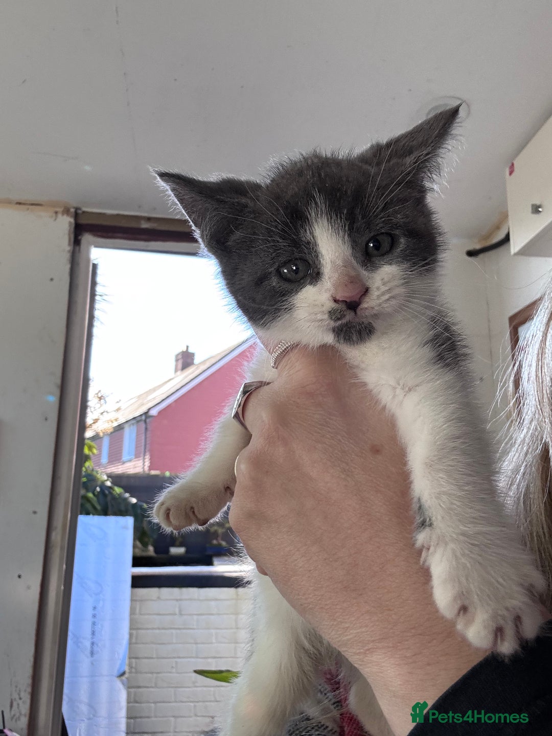 Bengal cats for sale: 12 mixed kittens - Advert 6