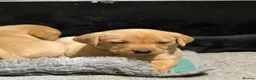 Labrador Retriever dogs for sale: 4th generation - fully health tested - view now - Advert 5