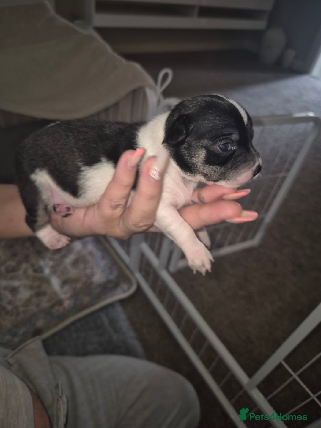 Chihuahua dogs for sale: 4 beautiful chihuahua puppies - Image 4