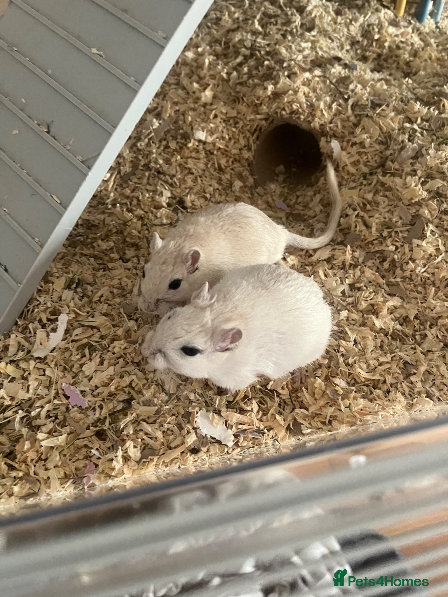 Gerbil rodents Two gerbils with cage  - Advert 4