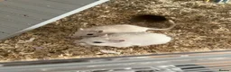 Gerbil rodents for sale: Two gerbils with cage  - Advert 1
