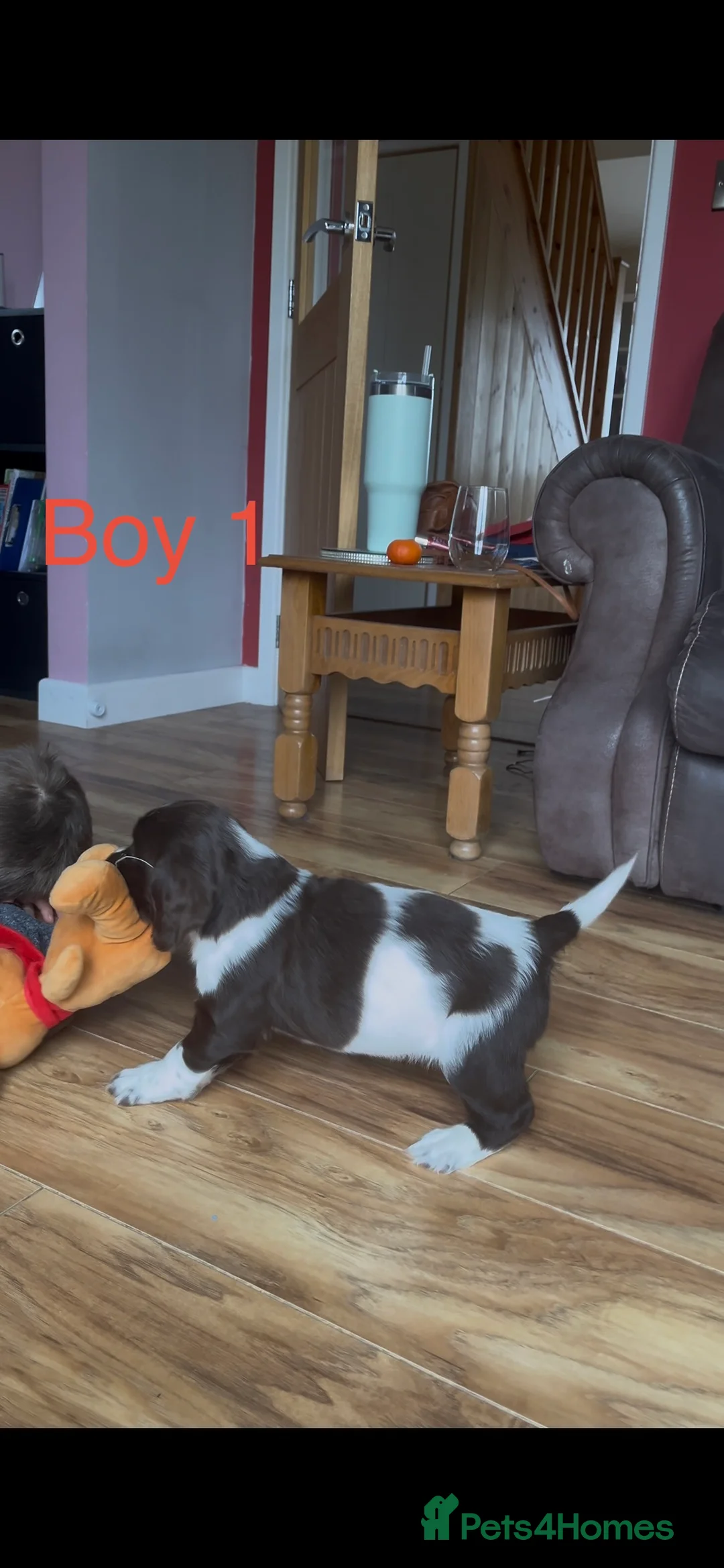 English Springer Spaniel dogs for sale: 5 beautiful English springer spaniel puppies  - Advert 5