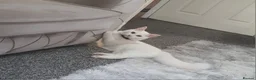 Turkish Angora cats for sale: Turkish angora x Ragdoll kittens - Advert 4