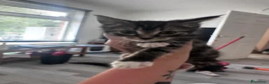Domestic Shorthair Kitten 2