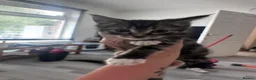 Domestic Shorthair cats for sale: Mum and babies  - Advert 4