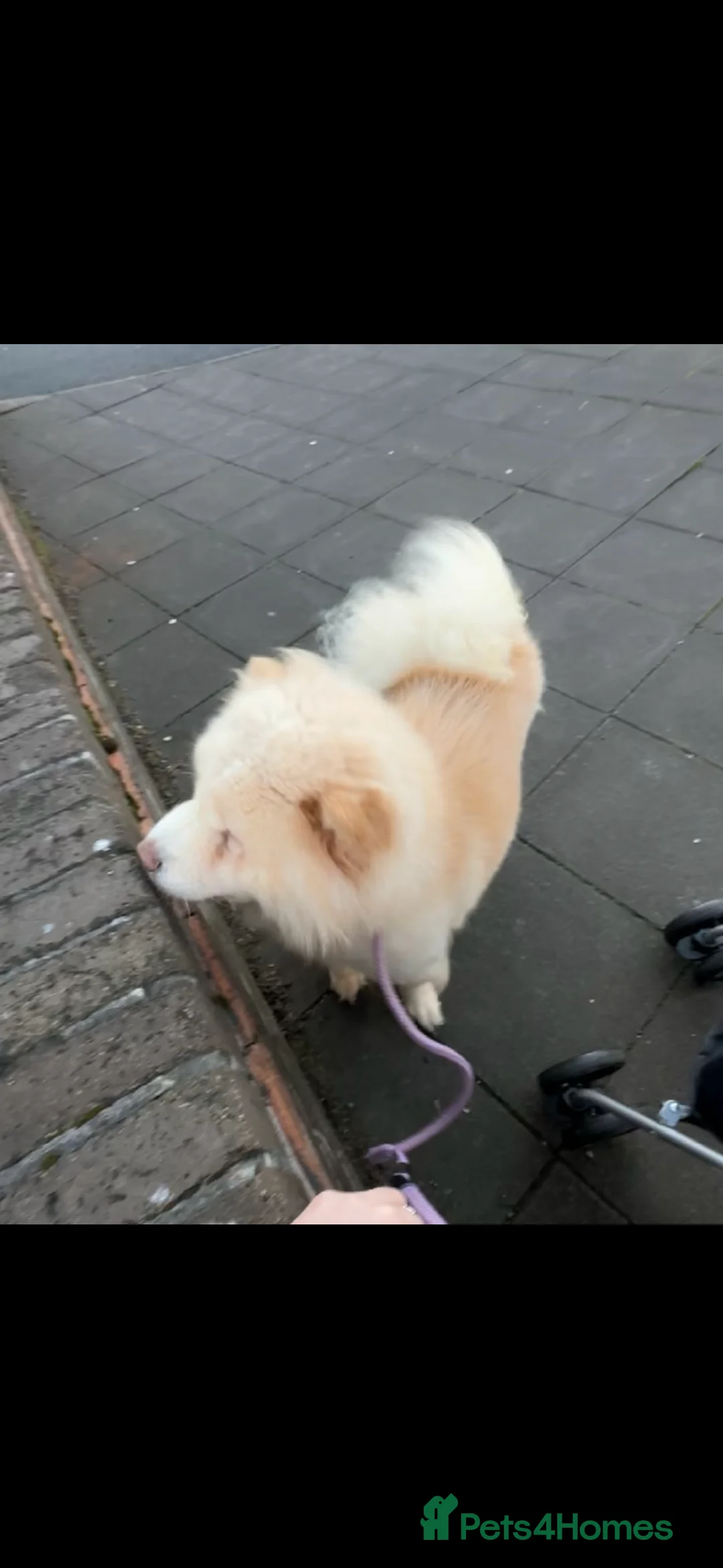 Chow Chow dogs for sale: Chow chow cream girl  - Advert 2