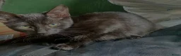 Mixed Breed cats for sale: Looking for a better home  - Advert 5