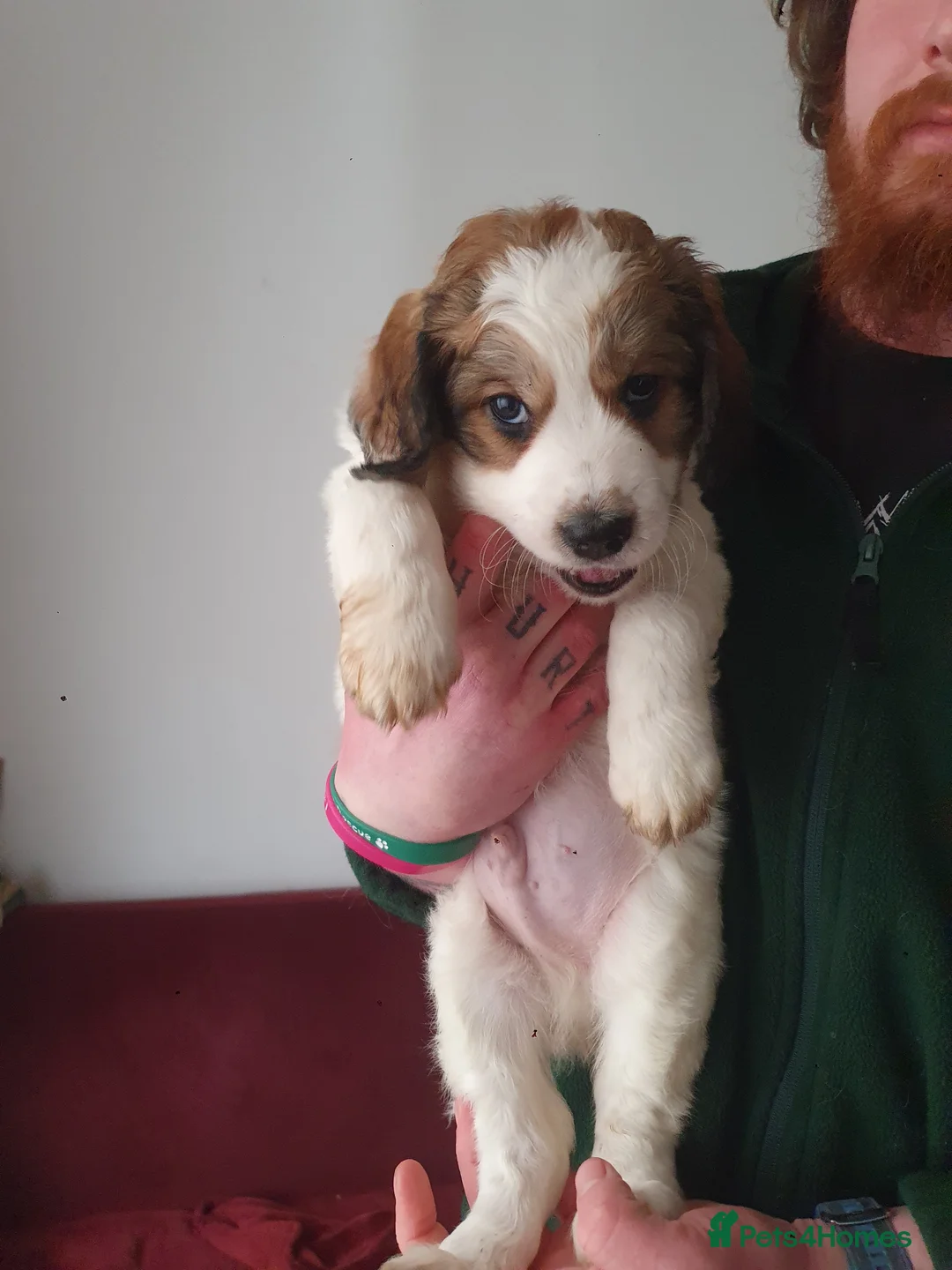 Mixed Breed dogs for sale: Gorgeous puppies for sale - Advert 7