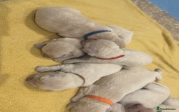 Golden Retriever dogs for sale: 7 beautiful Golden Retriever puppies  - Image 5