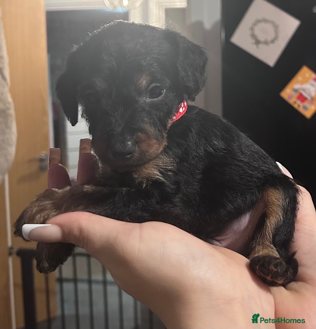 Mixed Breed dogs for sale: Patterpoos - Advert 4