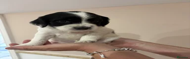 English Springer Spaniel 2