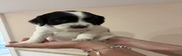 English Springer Spaniel dogs for sale:  KC registered English springer spaniel puppies - Advert 29