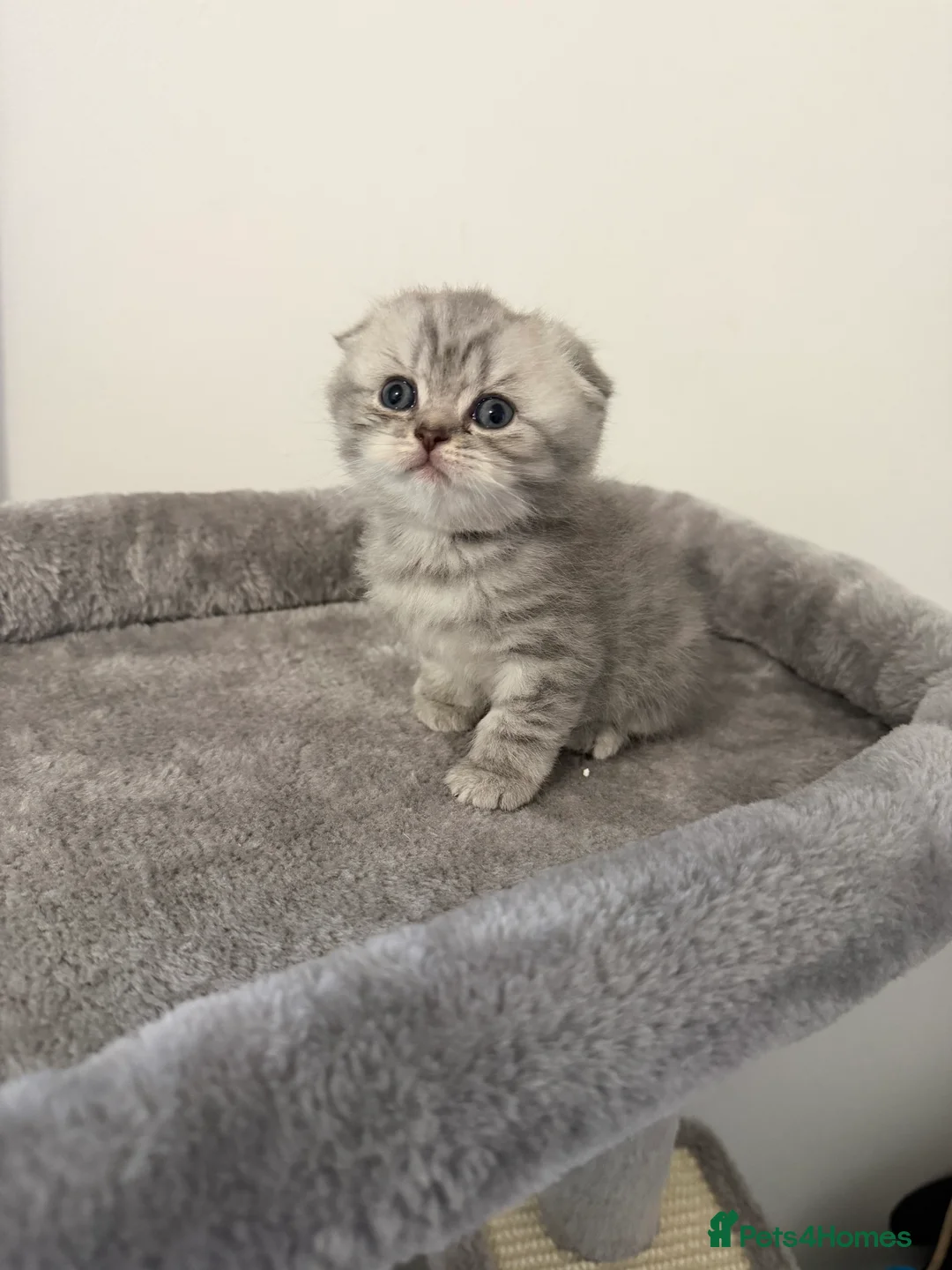 Scottish Fold cats for sale: Scottish fold female kitten pure breed in London - Advert 17