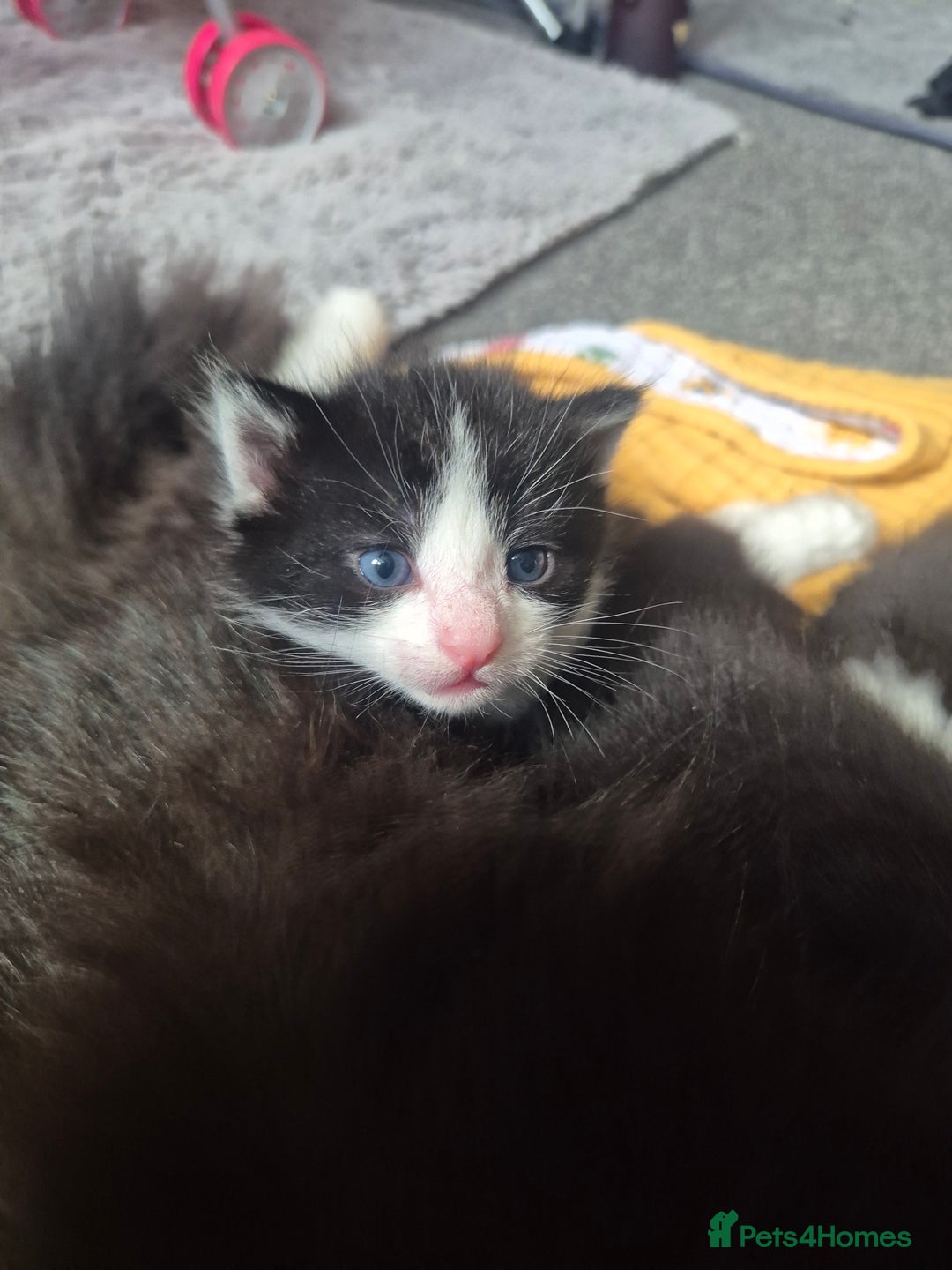 Mixed Breed cats for sale: 4 black and white kittens - Image 8