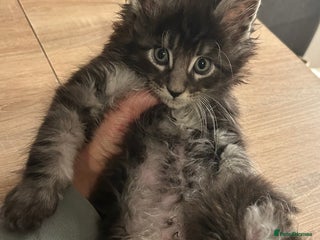 Maine Coon cats Stunning XL Purebred Main coons -last kitten! - Advert 6