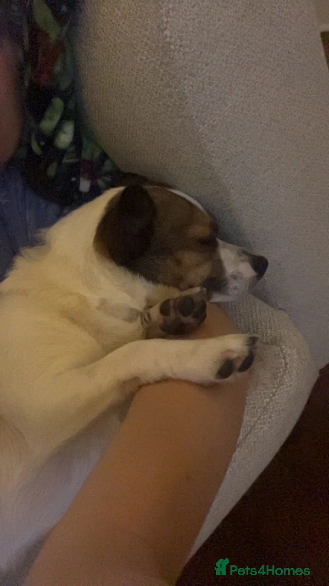 Jack Chi dogs for sale: Two beautiful jack-chi pups - Advert 12