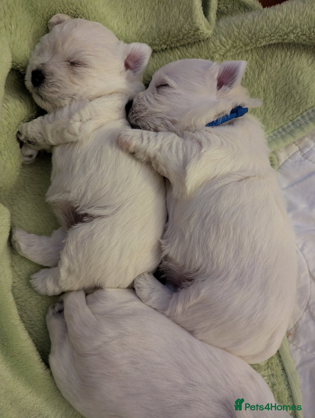 West Highland Terrier dogs for sale: Beautiful KC Registered White WestHighland Terrier - Advert 12