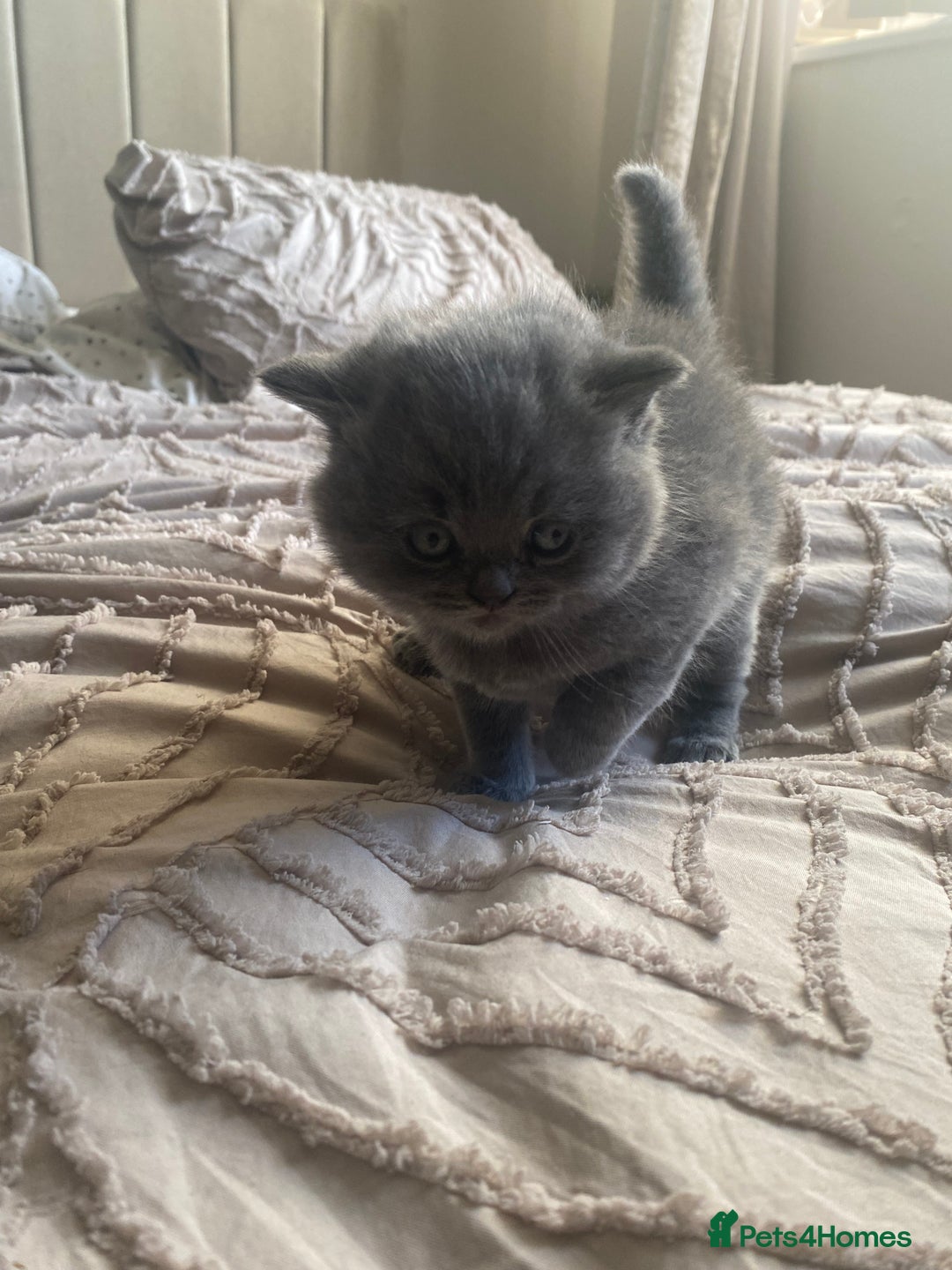 British Shorthair cats for sale: British blue shorthaired kittens  - Advert 6