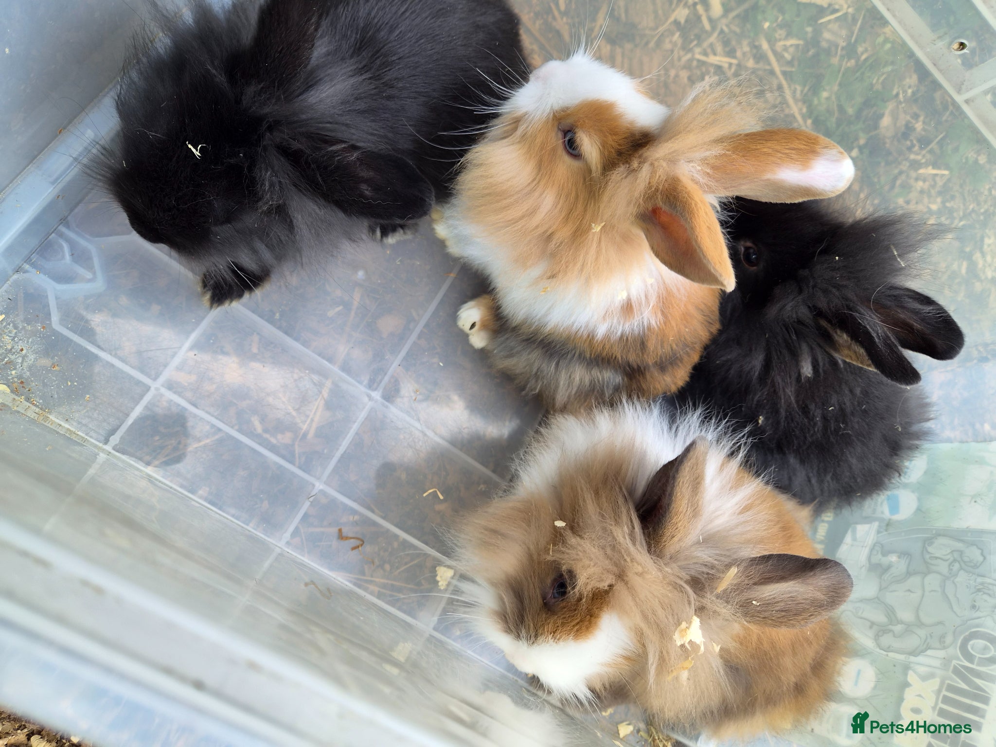 Lionhead rabbits for sale: 5 baby lion heads for sale £60 each  in Manchester - Advert 3