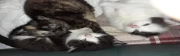 British Shorthair cats for sale: Beautiful fur baby Kittens  in Leeds - Advert 3