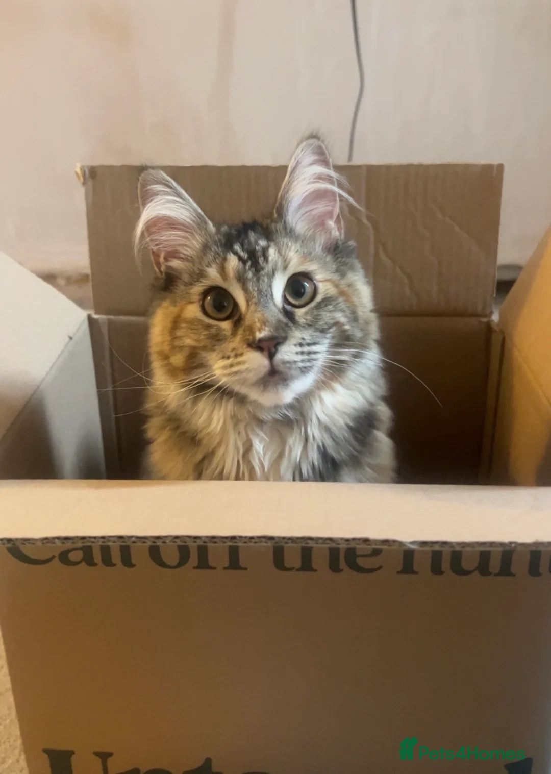 Mixed Breed cats for sale: Nala Mainecoon mixed ragdoll 1 year 6 months old - Advert 2