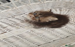 Persian cats for sale: Pure long hair Persian boys and girls  - Image 2