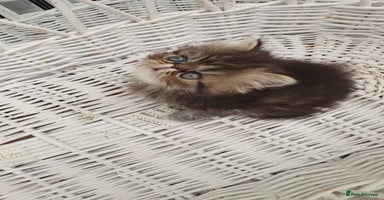 Persian cats - Advert 9