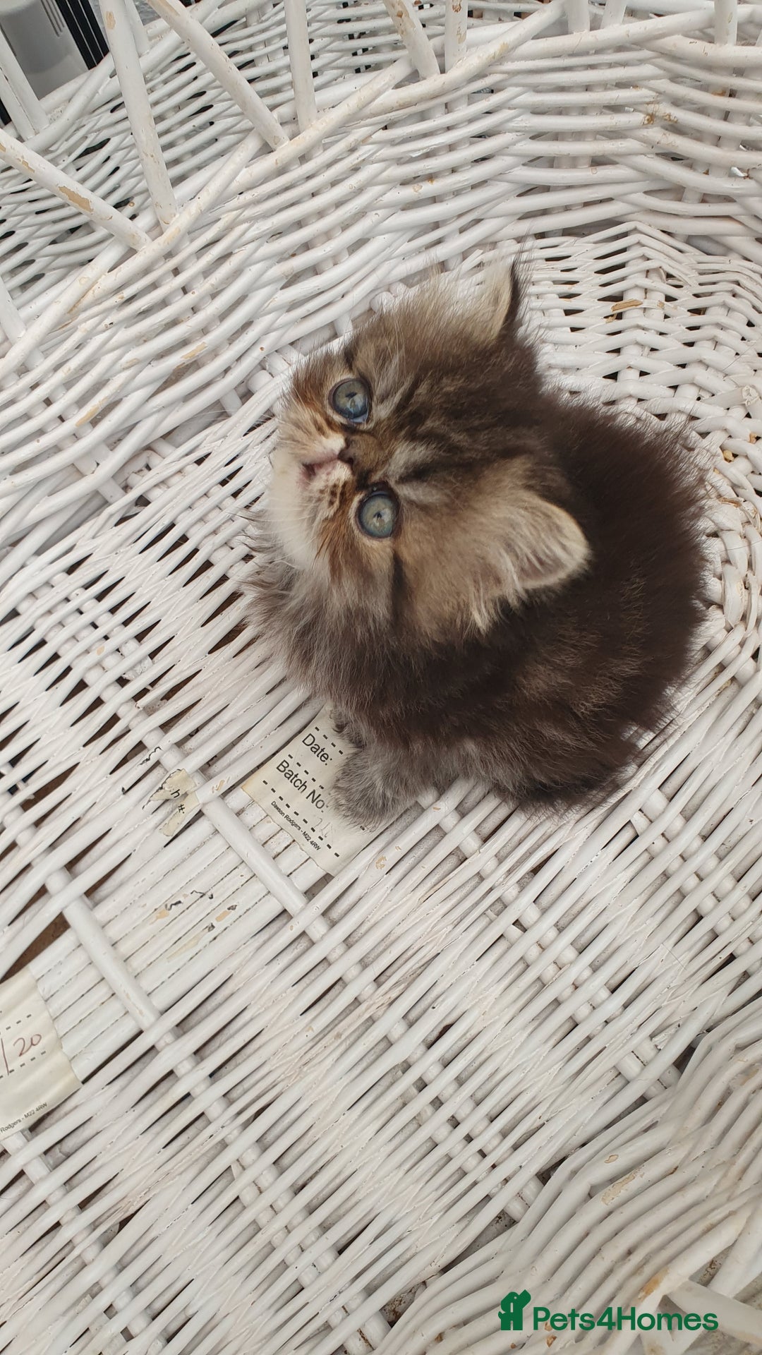 Persian cats for sale: Pure long hair Persian boys and girls  - Image 2
