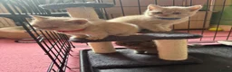 British Shorthair cats for sale: British Short Hair kittens for sale READY TO GO - Advert 13