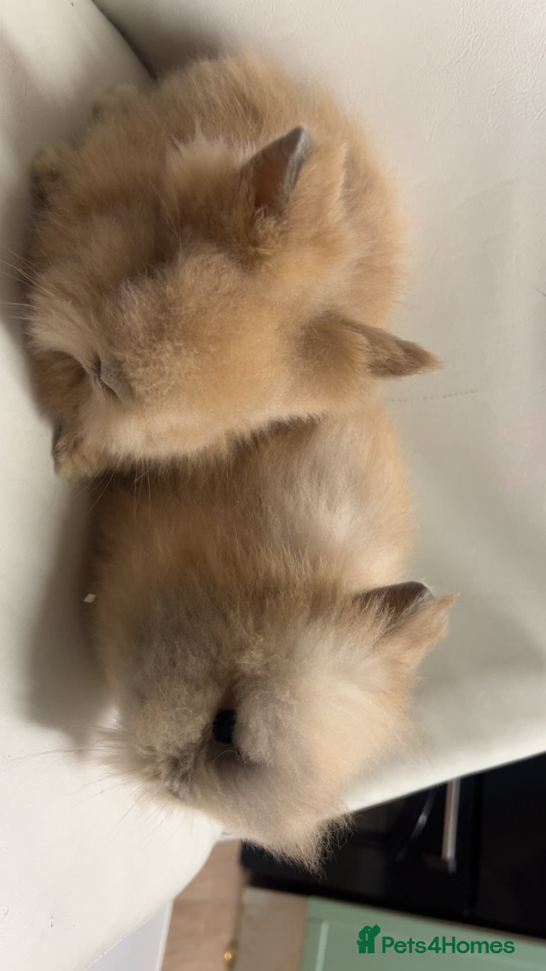 Lionhead rabbits for sale: Adorable Curious Lionhead Rabbits – 3 Months Old - Advert 2