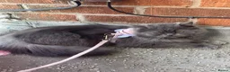 Russian Blue cats for sale: Russian blue girl for sale in Sheffield - Advert 5