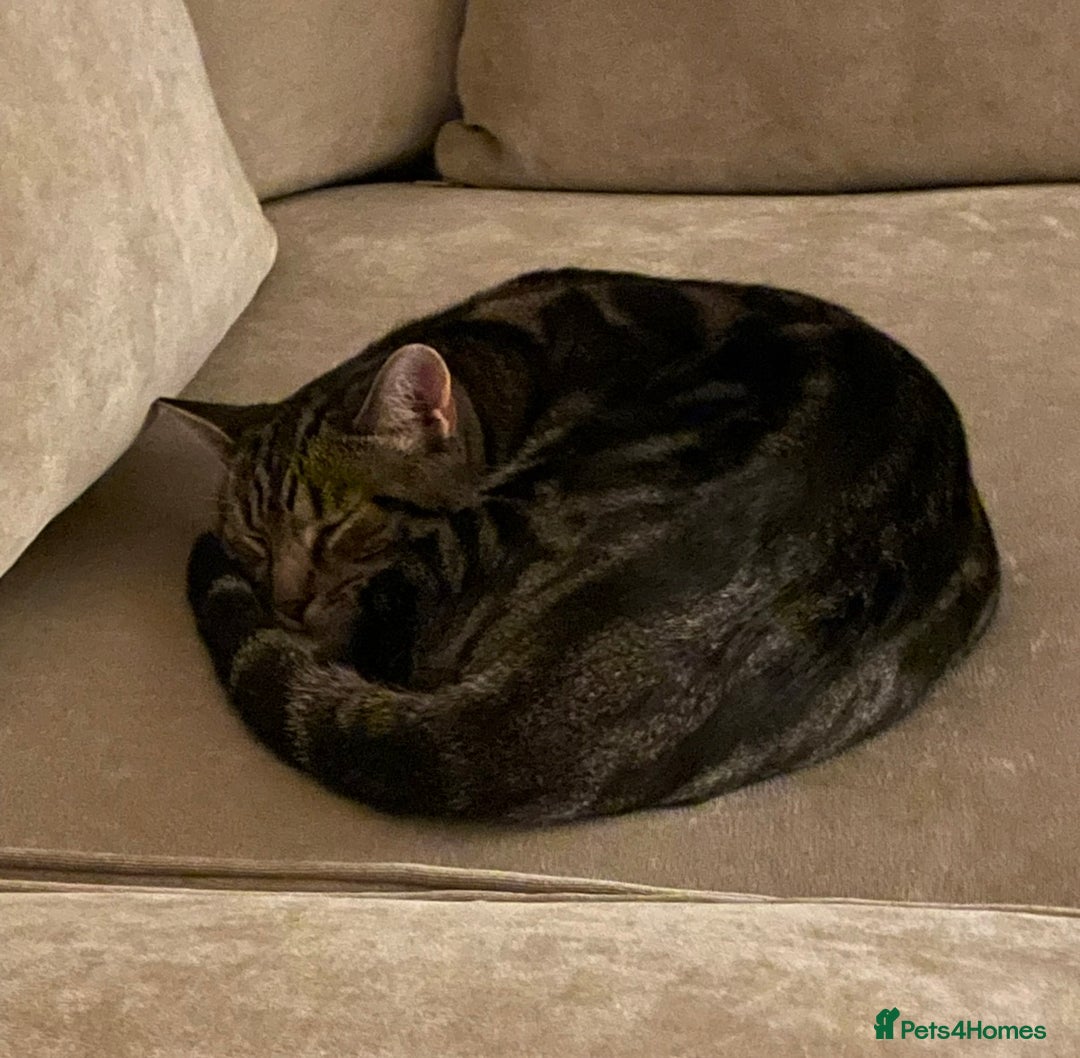 Mixed Breed cats for sale: Milo  - Advert 3