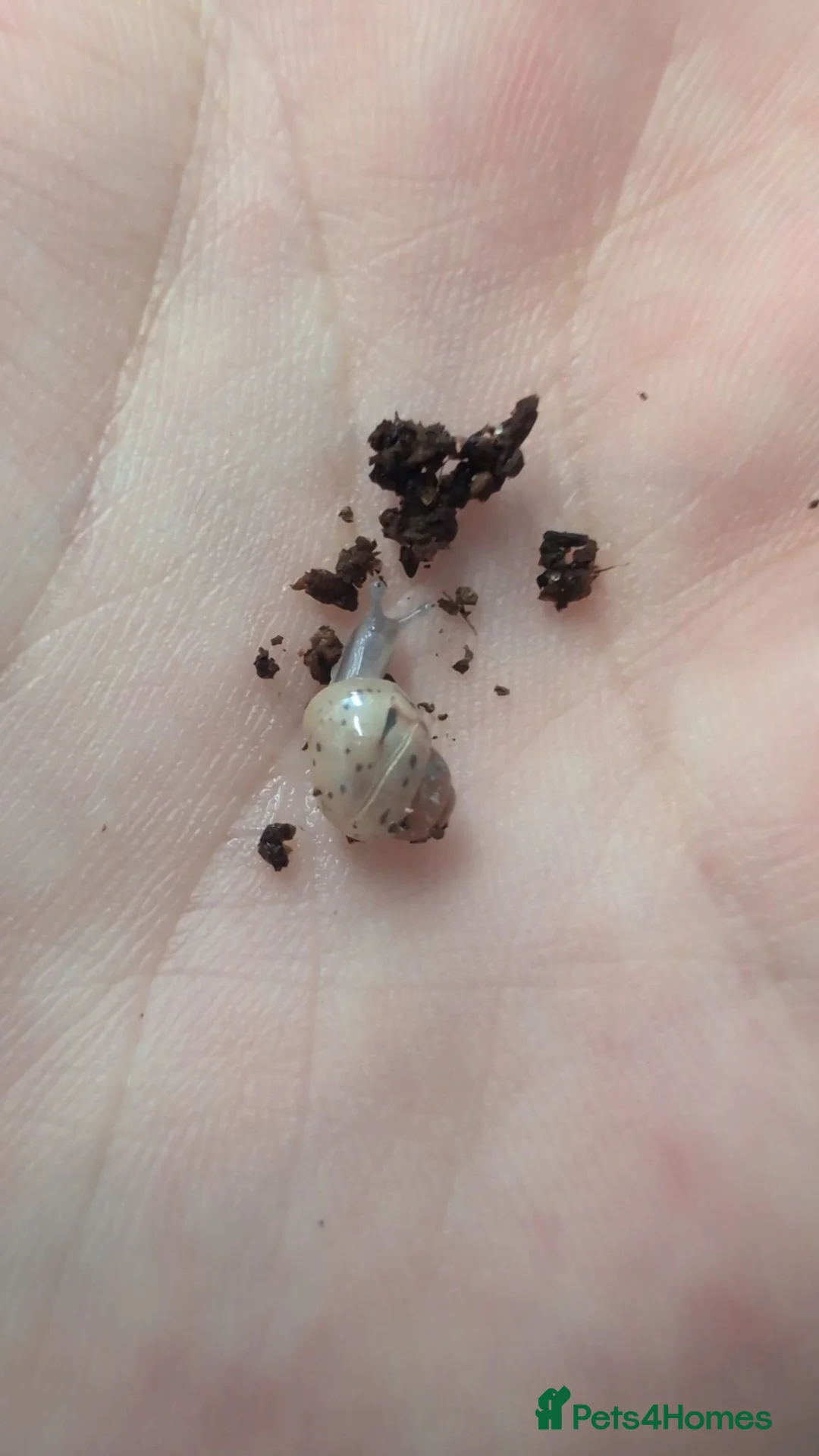 Snails invertebrates for sale: Giant African Land Snail  in Erith - Advert 3