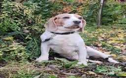 Beagle dogs for adoption: Charlie - the Beagle - Image 4