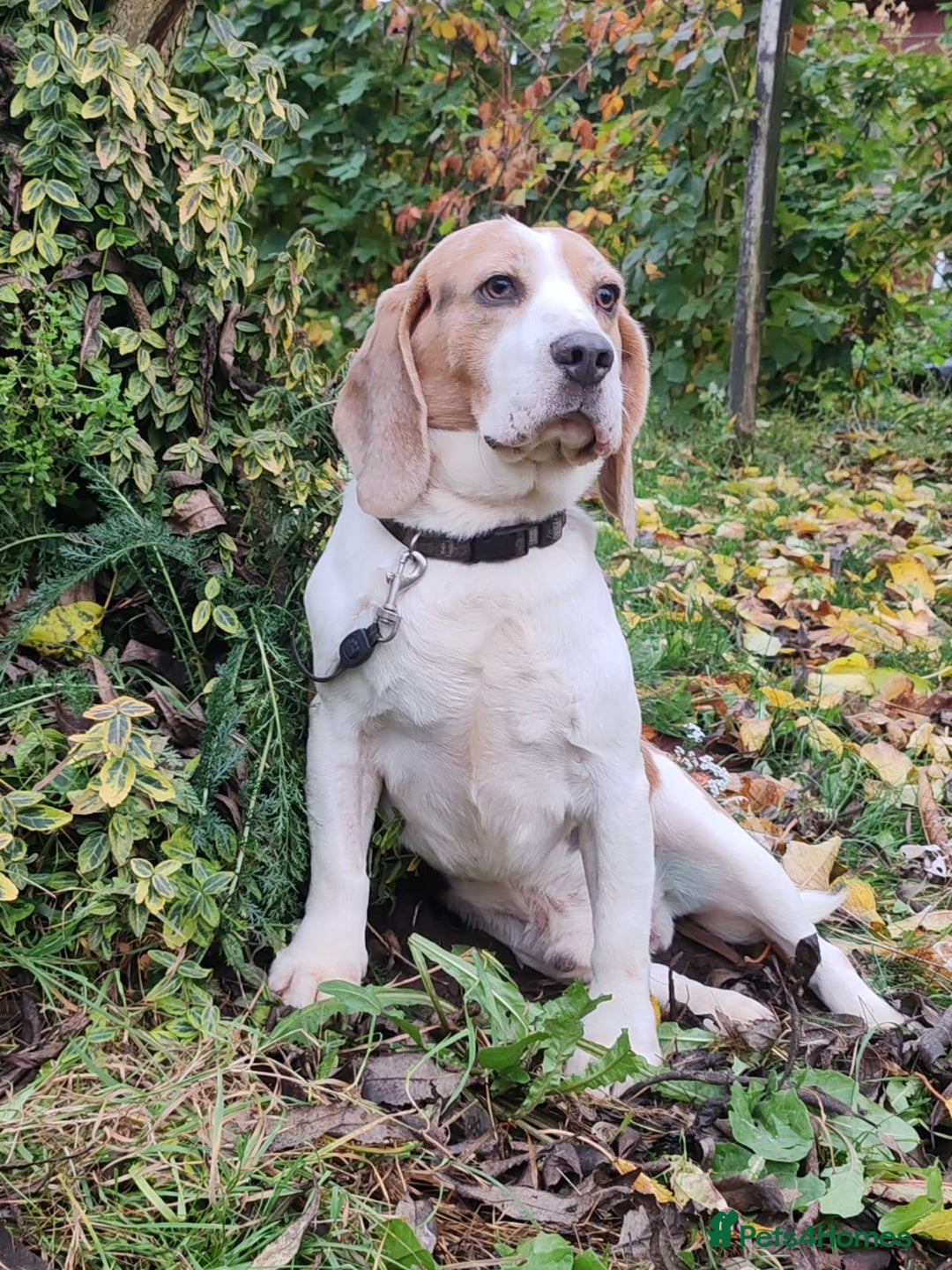 Beagle dogs for adoption: Charlie - the Beagle - Image 4