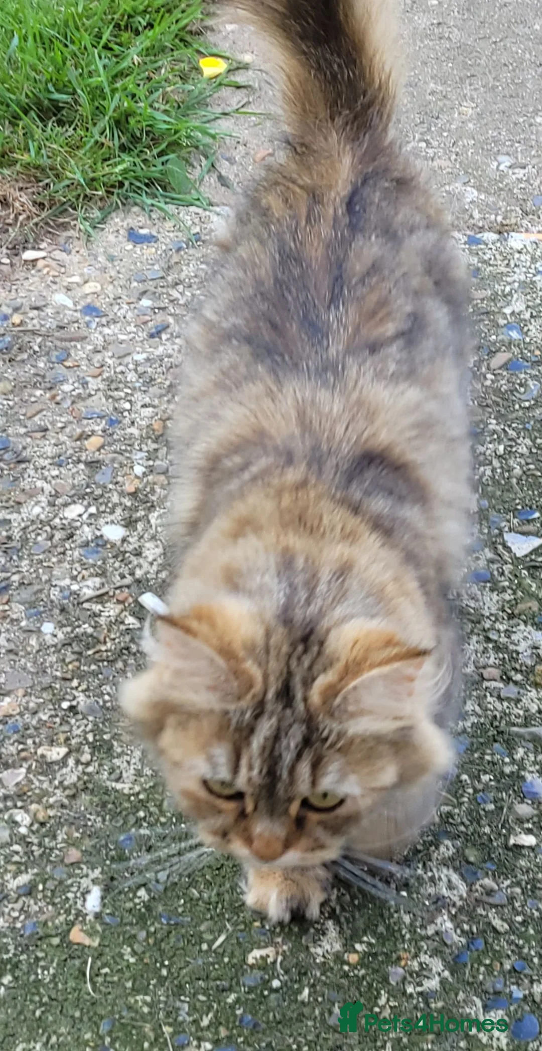 Maine Coon cats for sale: Persian+Maine-coon female cats - Advert 1