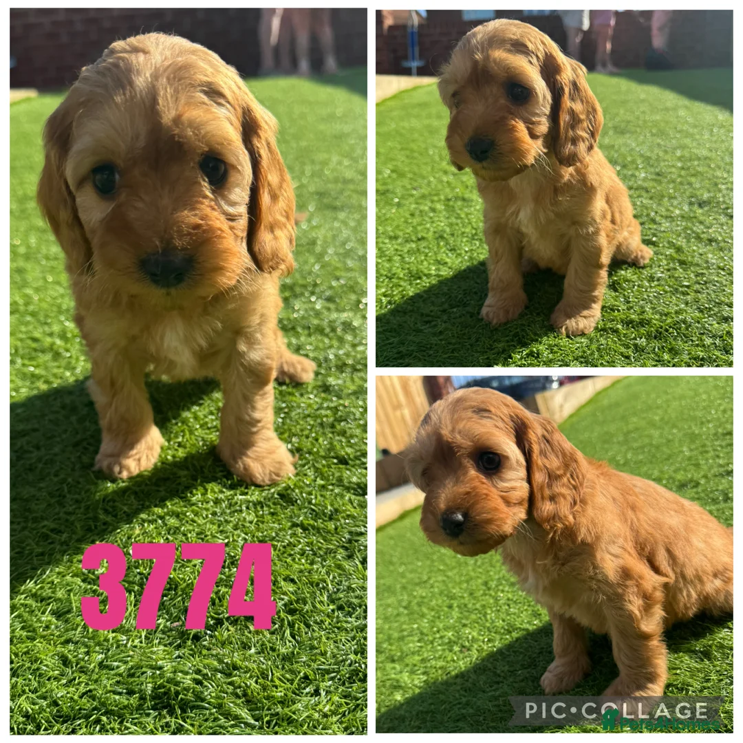 Cockapoo dogs for sale: Beautiful F1 Toy Cockapoos - Advert 2