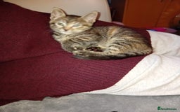 British Shorthair cats for sale: Kittens for sale! - Image 5