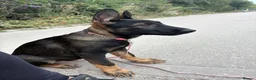 German Shepherd dogs for sale: Working Line GSD × Belgian Puppies – Ready Now - Advert 16