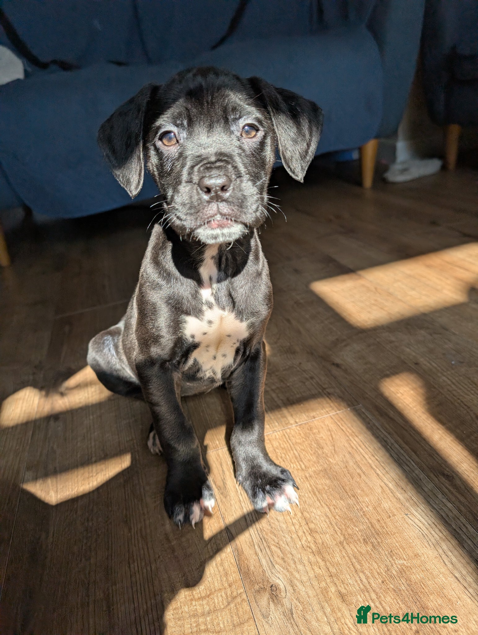 Mixed Breed dogs dog de bordeaux mixed cross dalmatian  - Advert 2