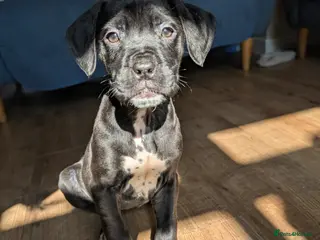 Mixed Breed dogs dog de bordeaux mixed cross dalmatian - Advert 2