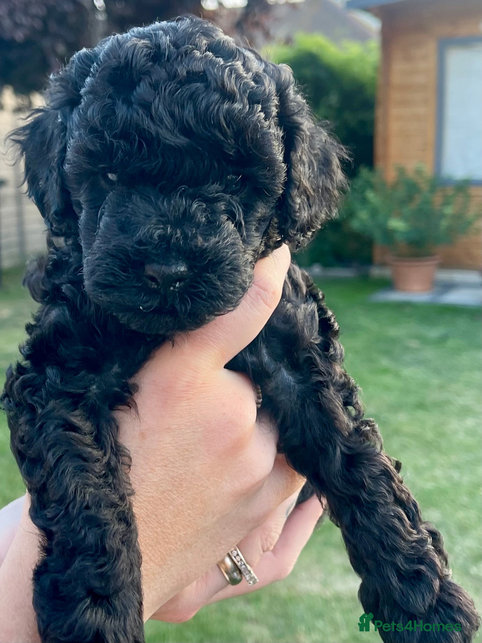 Maltipoo dogs F1b Toy Maltipoo Puppies Ready 22 July | Essex - Advert 2