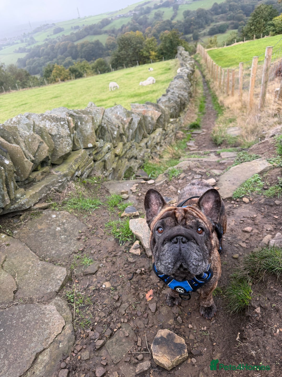 French Bulldog dogs for sale: Ropenose French Bulldog boy  - Image 2