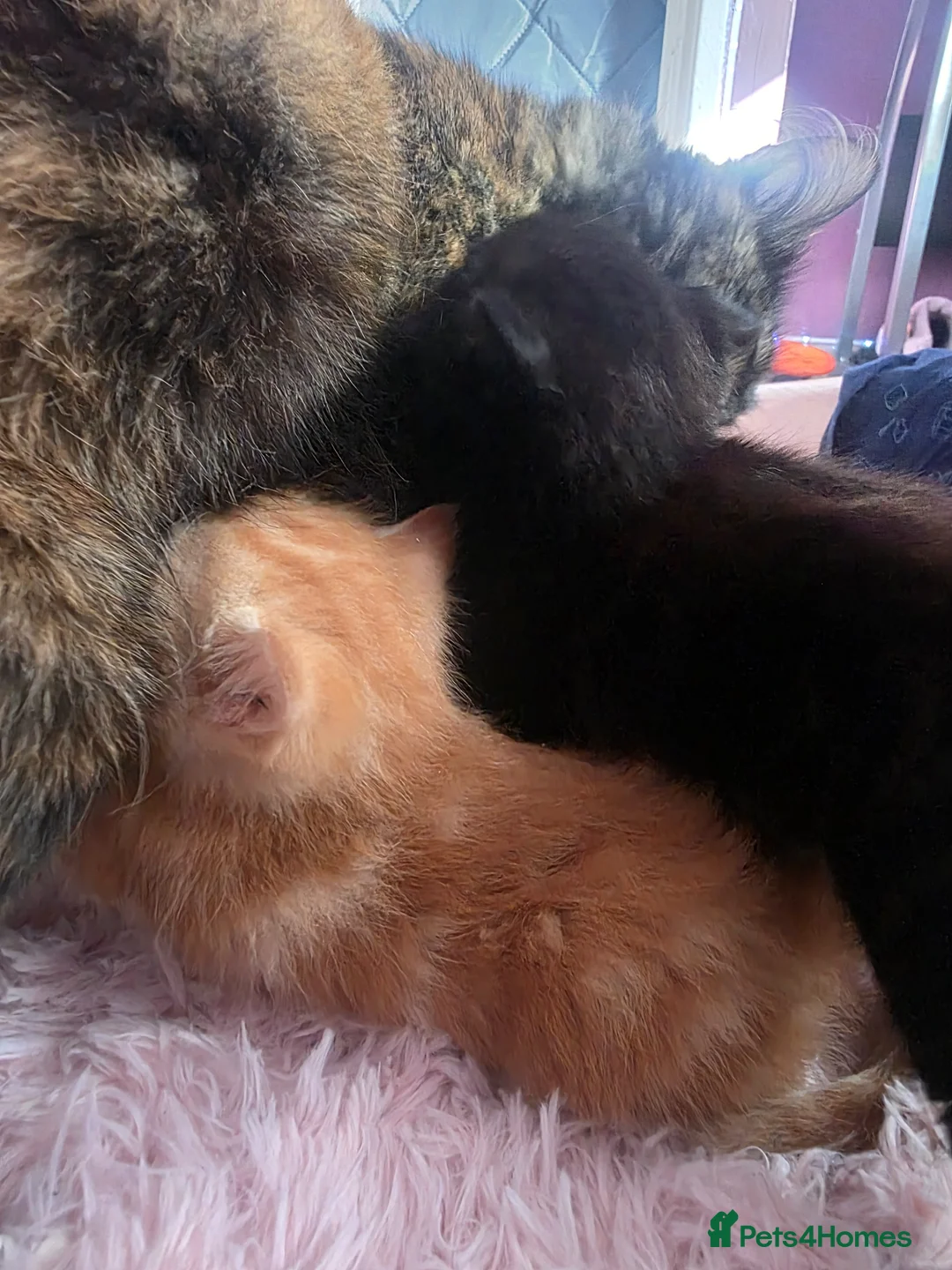 Mixed Breed cats for sale: Beautiful kittens for loving homes 🐾 - Advert 2