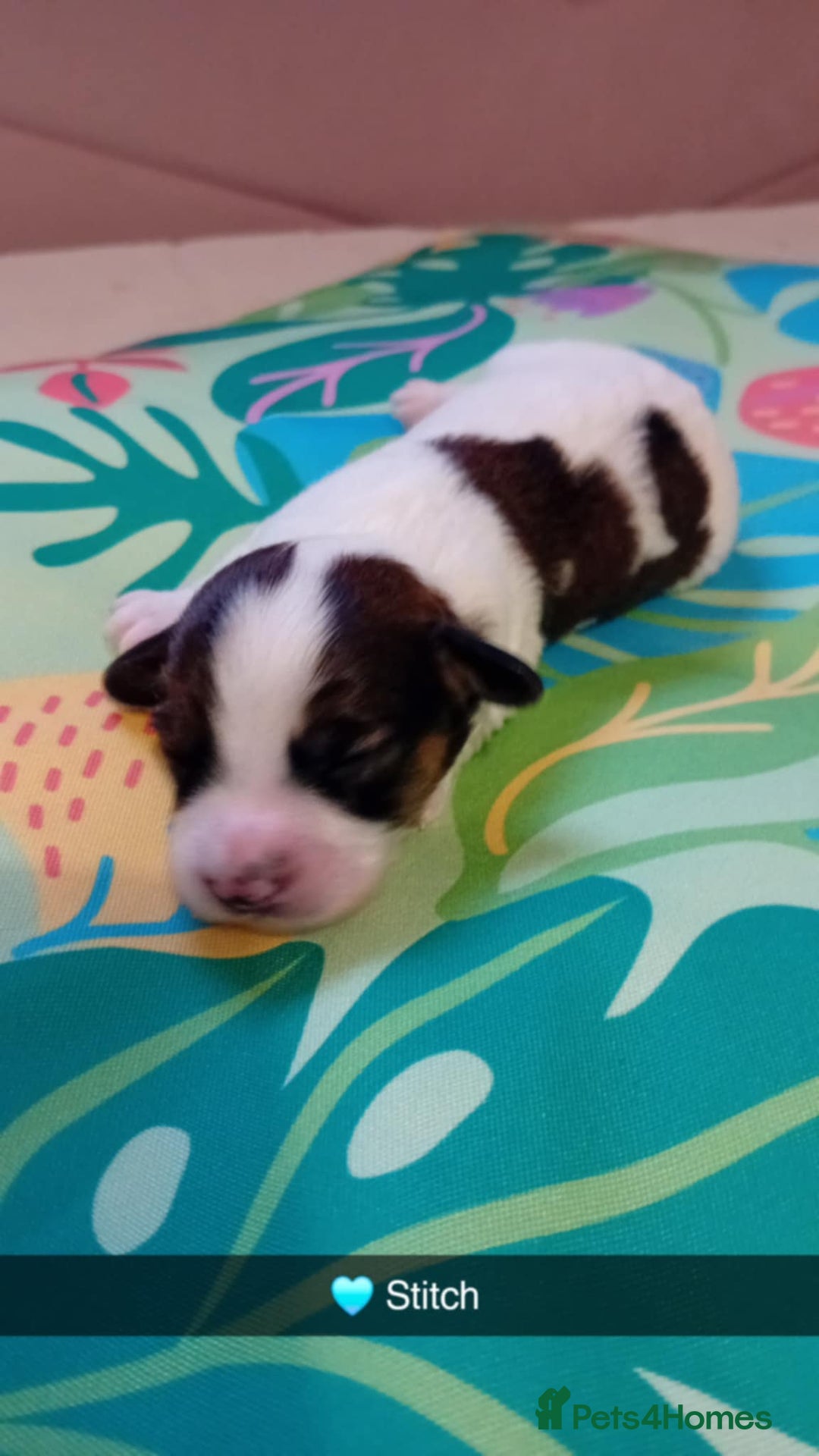 Mixed Breed dogs for sale: F1 Cockapoo x F1 Cavapoo Puppies (double doodles) - Image 3