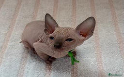 Sphynx cats for sale: Four beautiful Sphynx kittens for sale 🤍 - Image 14