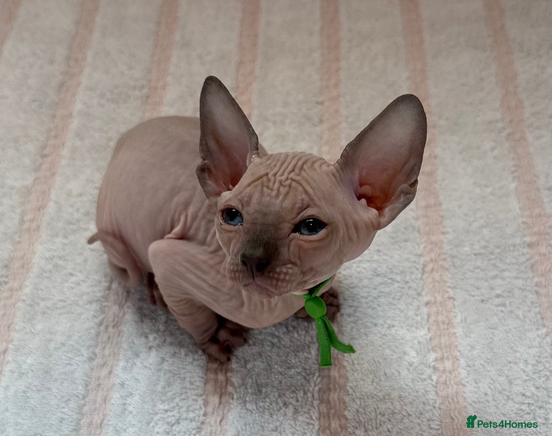 Sphynx cats for sale: Four beautiful Sphynx kittens for sale 🤍 - Image 14
