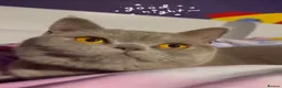 British Shorthair cats for sale: ⭐ GCCF Active Chocolate Female Kitten - Advert 5
