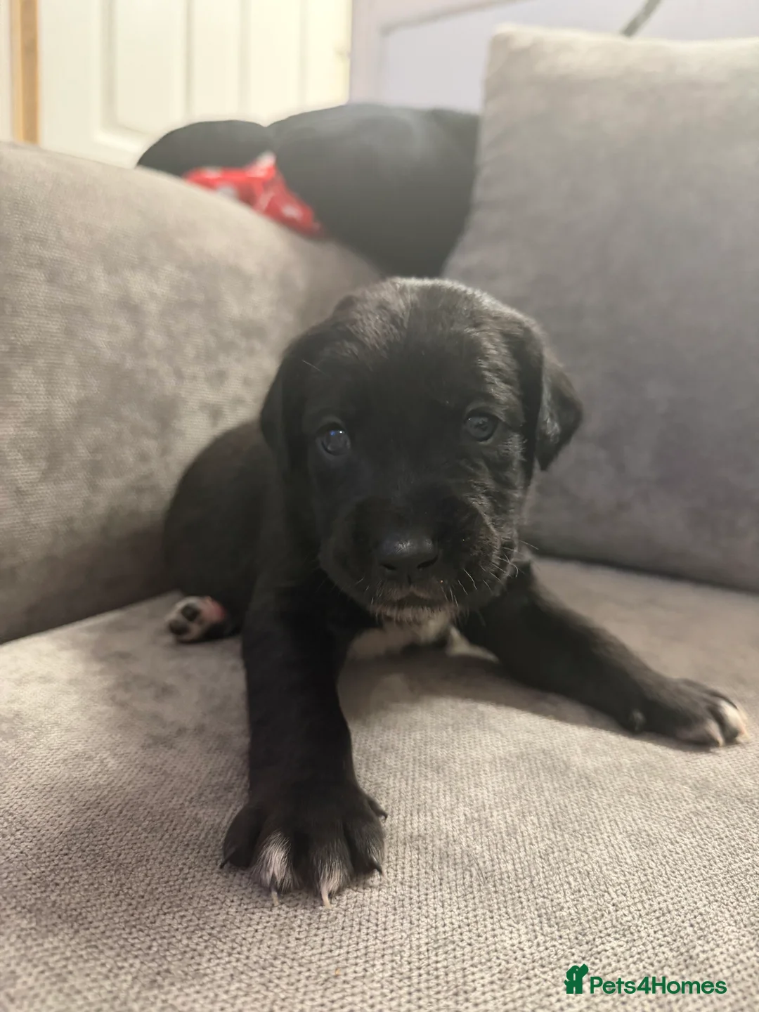 Borador dogs for sale: Borador Puppies - Advert 12